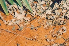 Chalarodon madagascariensis