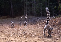 Lemur catta