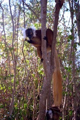 Eulemur macaco