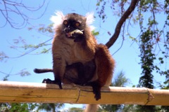 Eulemur macaco