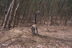 Lemur catta