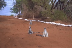 Lemur catta