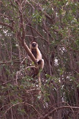 Propithecus verreauxi