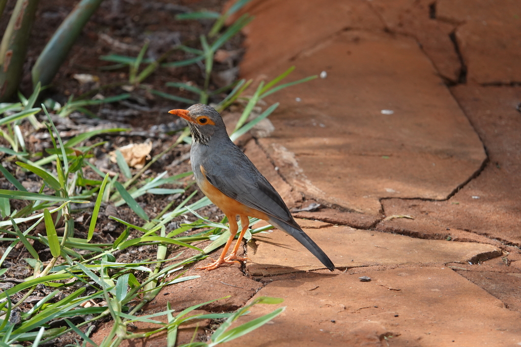African Bare-eyed Thrush from CQJ3+J4C Rukinga Wildlife Sactuary ...