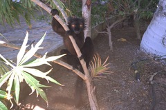 Eulemur macaco