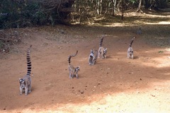 Lemur catta