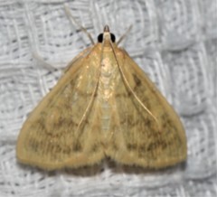 Crocidophora tuberculalis