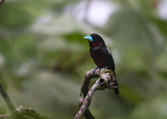 Cymbirhynchus macrorhynchos