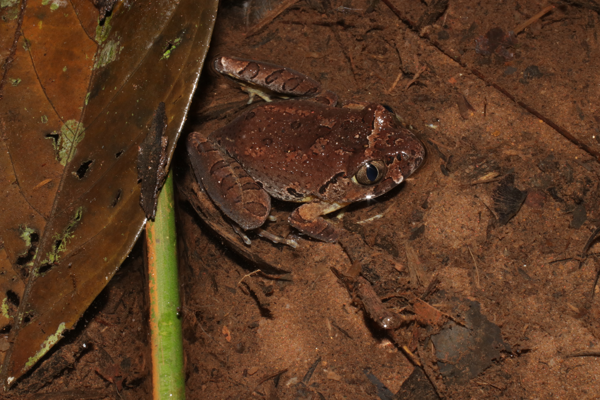 Astylosternus batesi (Boulenger, 1900)