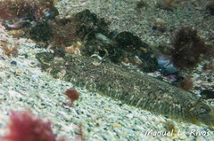 Zeugopterus punctatus