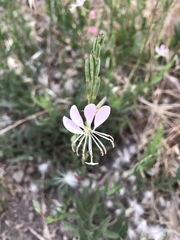 Oenothera hispida