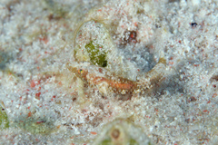 Sandslope Goby photo 5