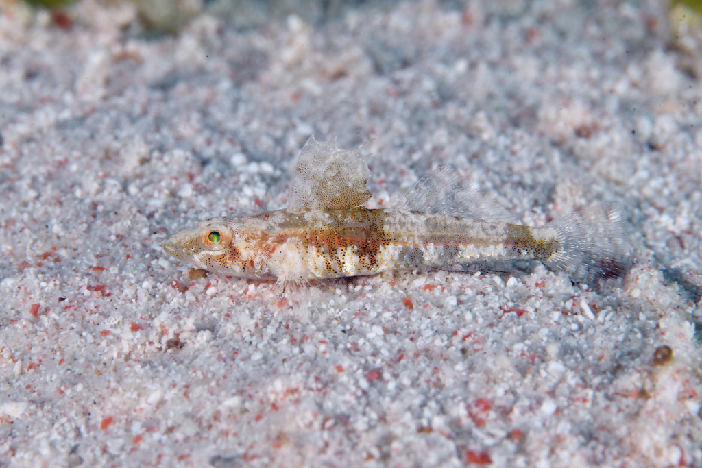 Sandslope Goby