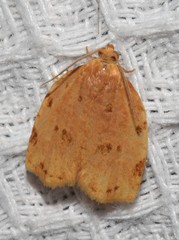 Archips rileyana