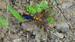 Leptodialepis bipartitus