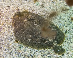 Zeugopterus punctatus