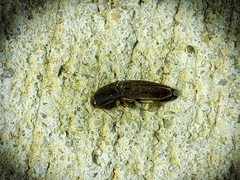 Heteroderes amplicollis