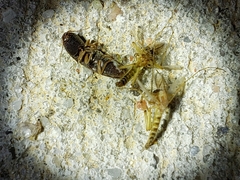 Heteroderes amplicollis