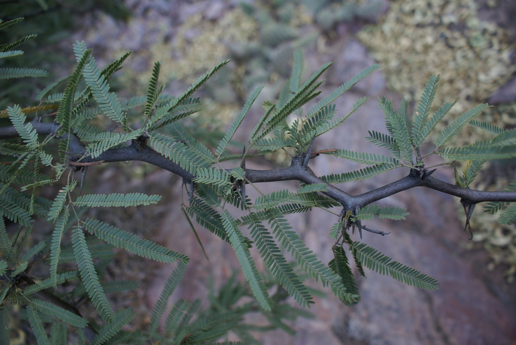 Prosopis alba Griseb. 2