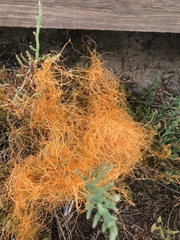 Cuscuta pacifica