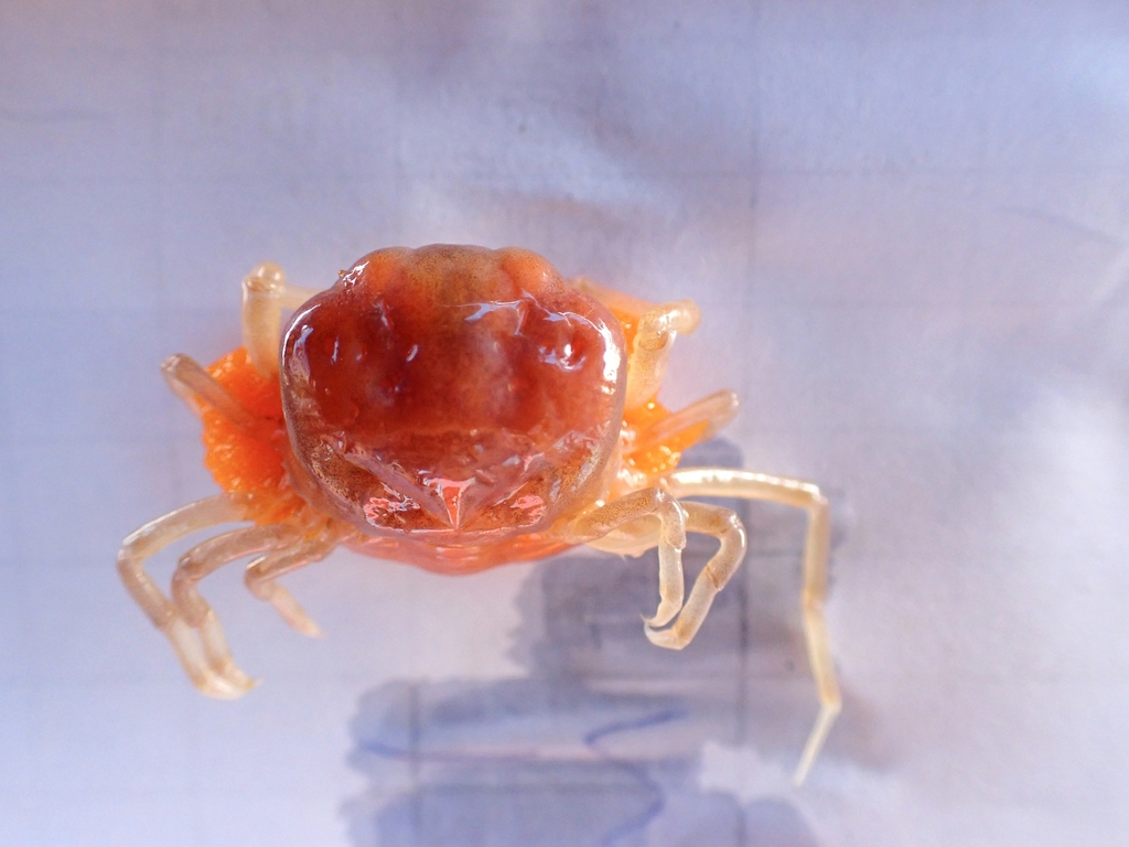 Amusiotheres