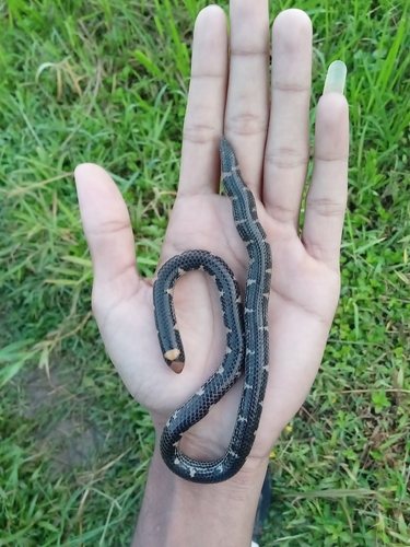 Trevelyan's Earth Snake