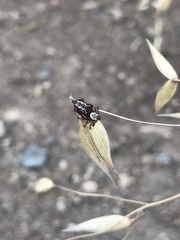 Dermacentor variabilis