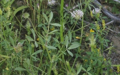 Trifolium obtusiflorum