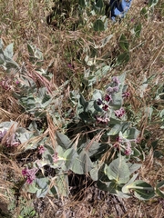 Asclepias californica californica