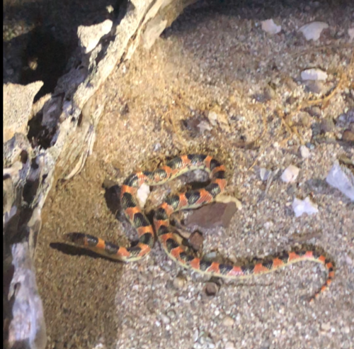 Isla Cerralvo Long-nosed Snake
