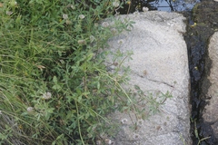 Trifolium obtusiflorum