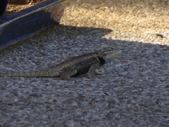 Sceloporus magister
