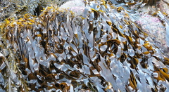 Laminaria sinclairii