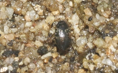 Leconectes striatellus