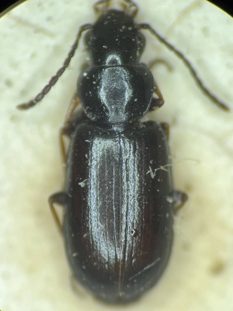 Amblystomus metallescens