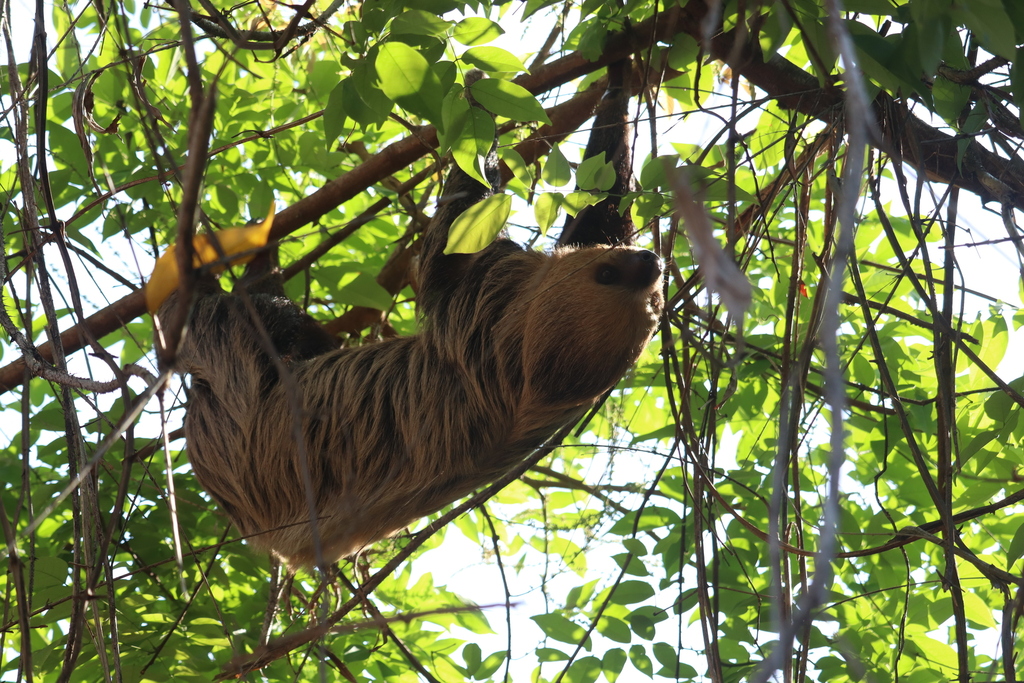 Two-Toed Sloths