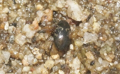 Leconectes striatellus
