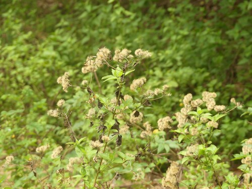 Siam weed