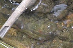 Sarmarutilus rubilio