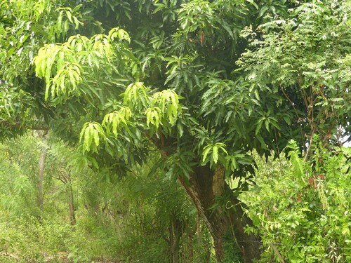 Indian mango