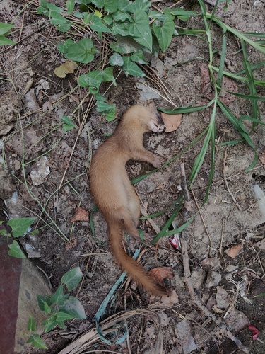 Siberian Weasel
