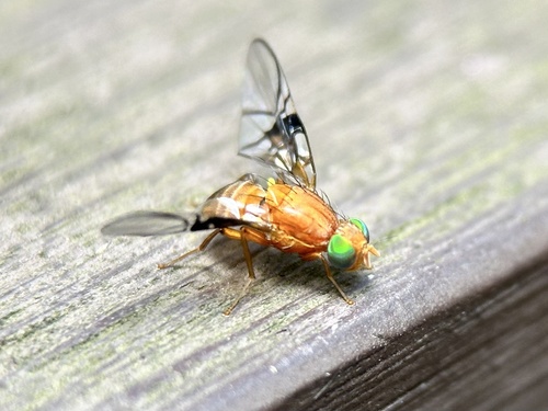 Anomoia connexa