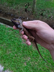 Calotes bachae