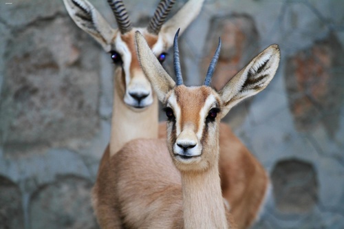 Dorcas Gazelle