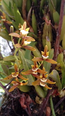 Prosthechea semiaperta