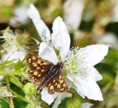 Carterocephalus mandan