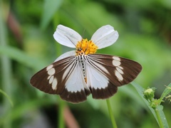 Nyctemera tripunctaria