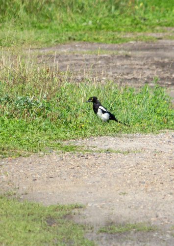 Eurasian Magpie