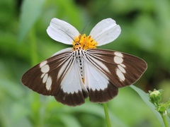 Nyctemera tripunctaria