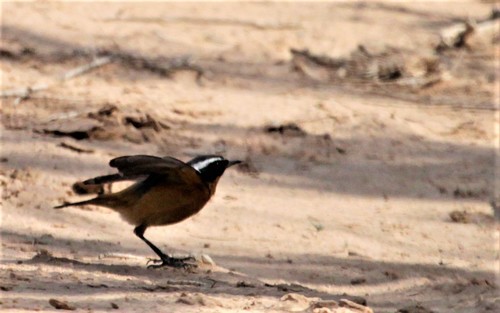 Moussier's Redstart